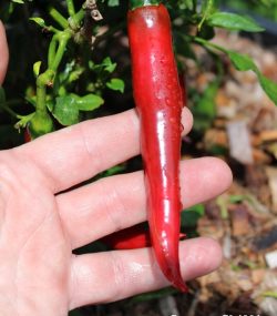 Caysan Chilli - Image 2