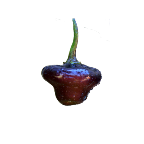 Cheiro Roxa - The Hippy Seed Company
