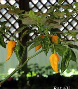 Fatali Pepper - Image 2