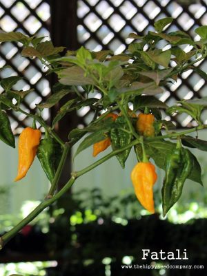 Fatali Pepper - The Hippy Seed Company