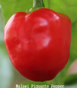 Malawi Piquante Pepper - Image 2