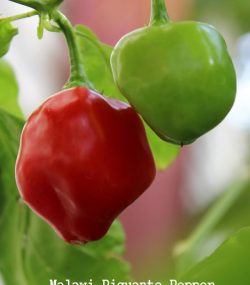 Malawi Piquante Pepper - Image 4