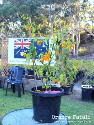 Orange Fatali - The Hippy Seed Company