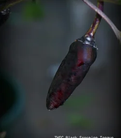 THSC Black Scorpion Tongue - Image 3