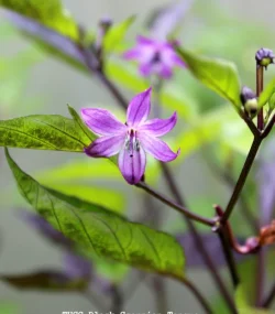 THSC Black Scorpion Tongue - Image 2