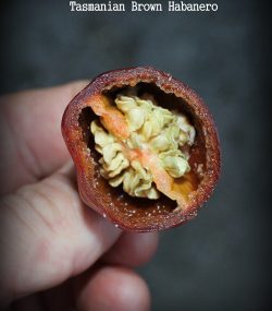 Tasmanian Brown Habanero - Image 3