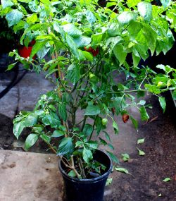 Tasmanian Brown Habanero - Image 2