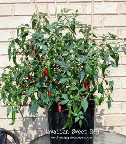 Hawaiian Sweet Red Pepper - Image 2