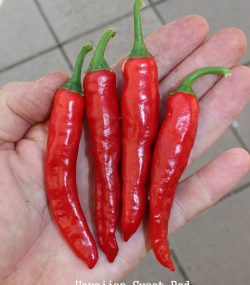 Hawaiian Sweet Red Pepper - Image 3