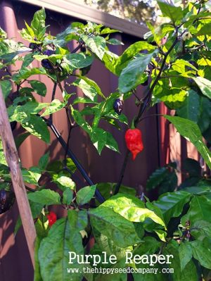 Purple Reeder Purple Reaper - The Hippy Seed Company
