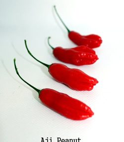 Aji Peanut - Image 2
