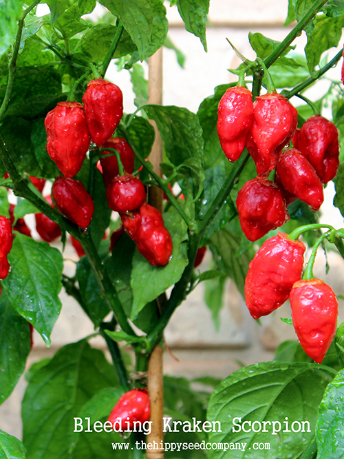 thumbnail image 2 of 12 Kraken Scorpion Pepper Seeds - Grow Your Own Super-Hot Chili Peppers 2 of 5