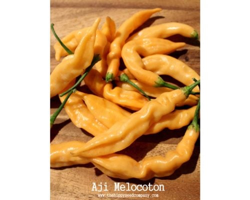 Aji-Melocoton-pic Aji-Melocoton-pic