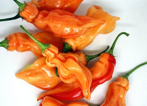 Sugar-Rush-Stripey-17ws