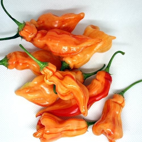 Chilli Favourites