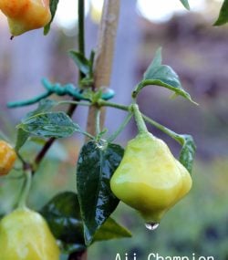 Aji Champion