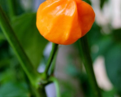Aji Mango Stumpy Aji Mango Stumpy