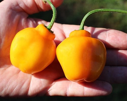 Aji Oro Rocoto Aji Oro Rocoto