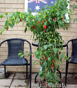 Aji Peanut