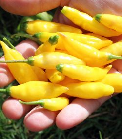 Aji Pineapple