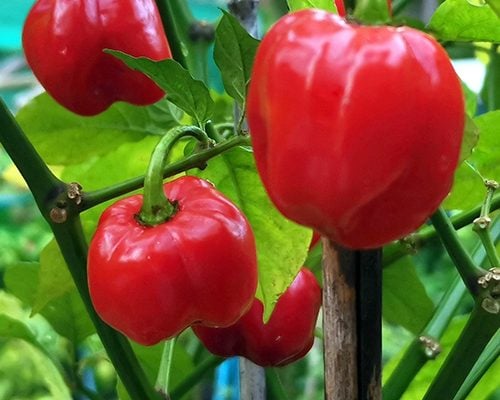Aji Umba Aji Umba