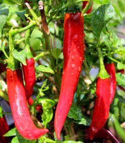 Caysan Chilli