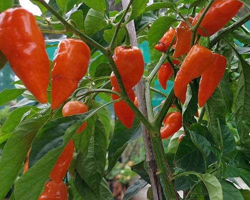 Habanada Habanero Habanada Habanero