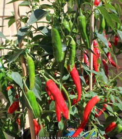 Hawaiian Sweet Red Pepper