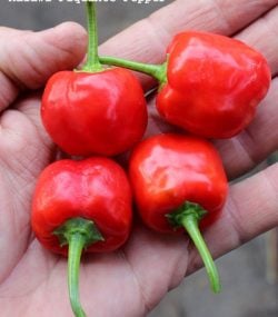 Malawi Piquante Pepper