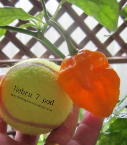 Nebru 7 Pod
