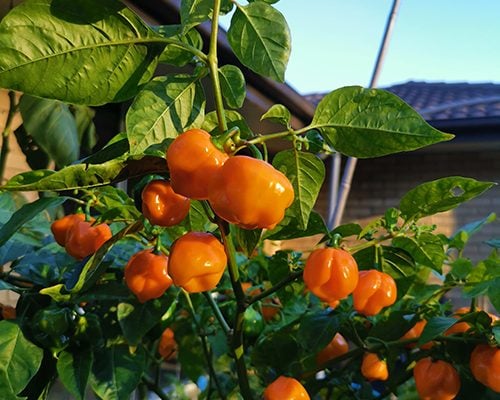 Safi Scotch Bonnet Orange Safi Scotch Bonnet Orange