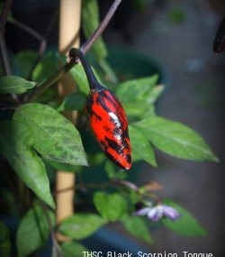 THSC Black Scorpion Tongue