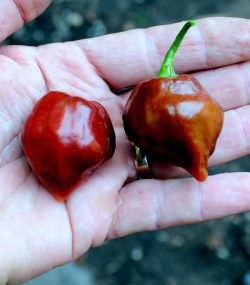 Tasmanian Brown Habanero