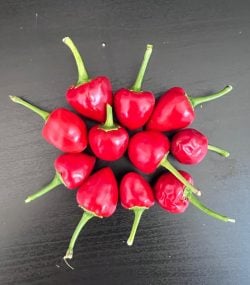 8818 Lime Chilli - The Hippy Seed Company