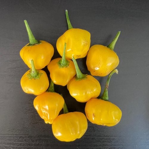 Berry Amarillo chilli pods