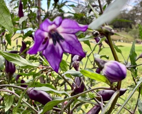purple haze beautiful ornamental purple colour chilli, annuum variety, mild heat