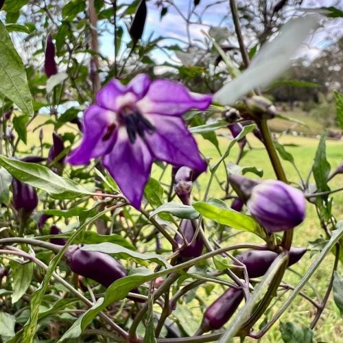 purple haze beautiful ornamental purple colour chilli, annuum variety, mild heat
