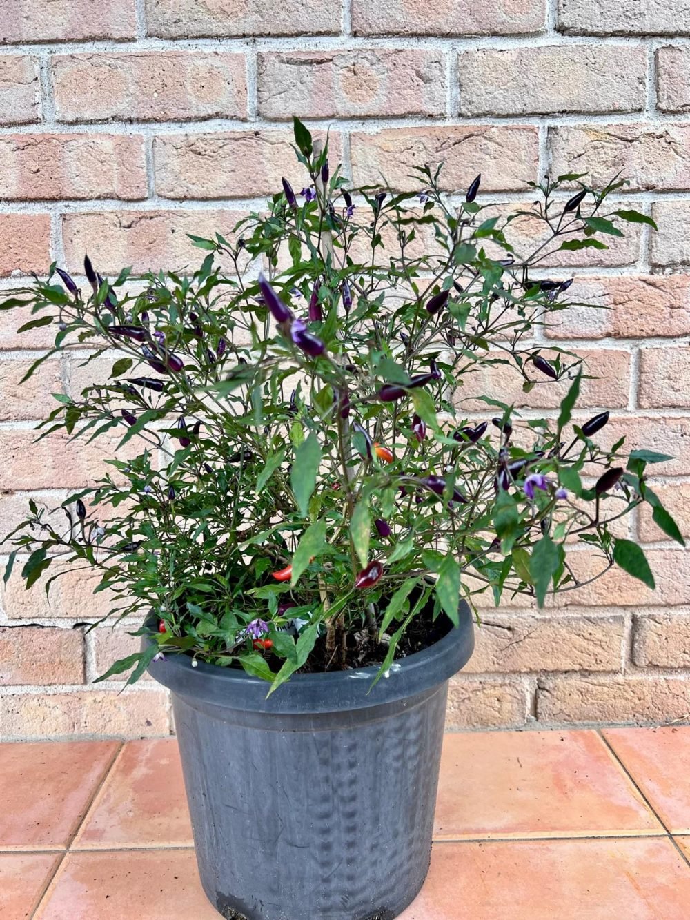 Purple Haze pepper