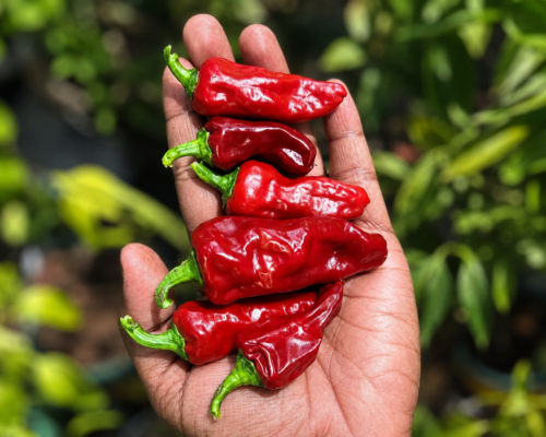Escondida pod Mexican chilli Escondida