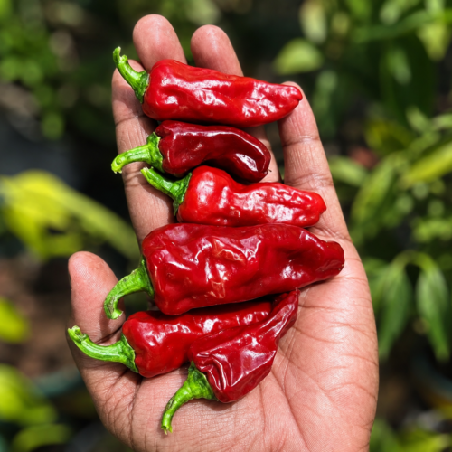 Mexican chilli Escondida