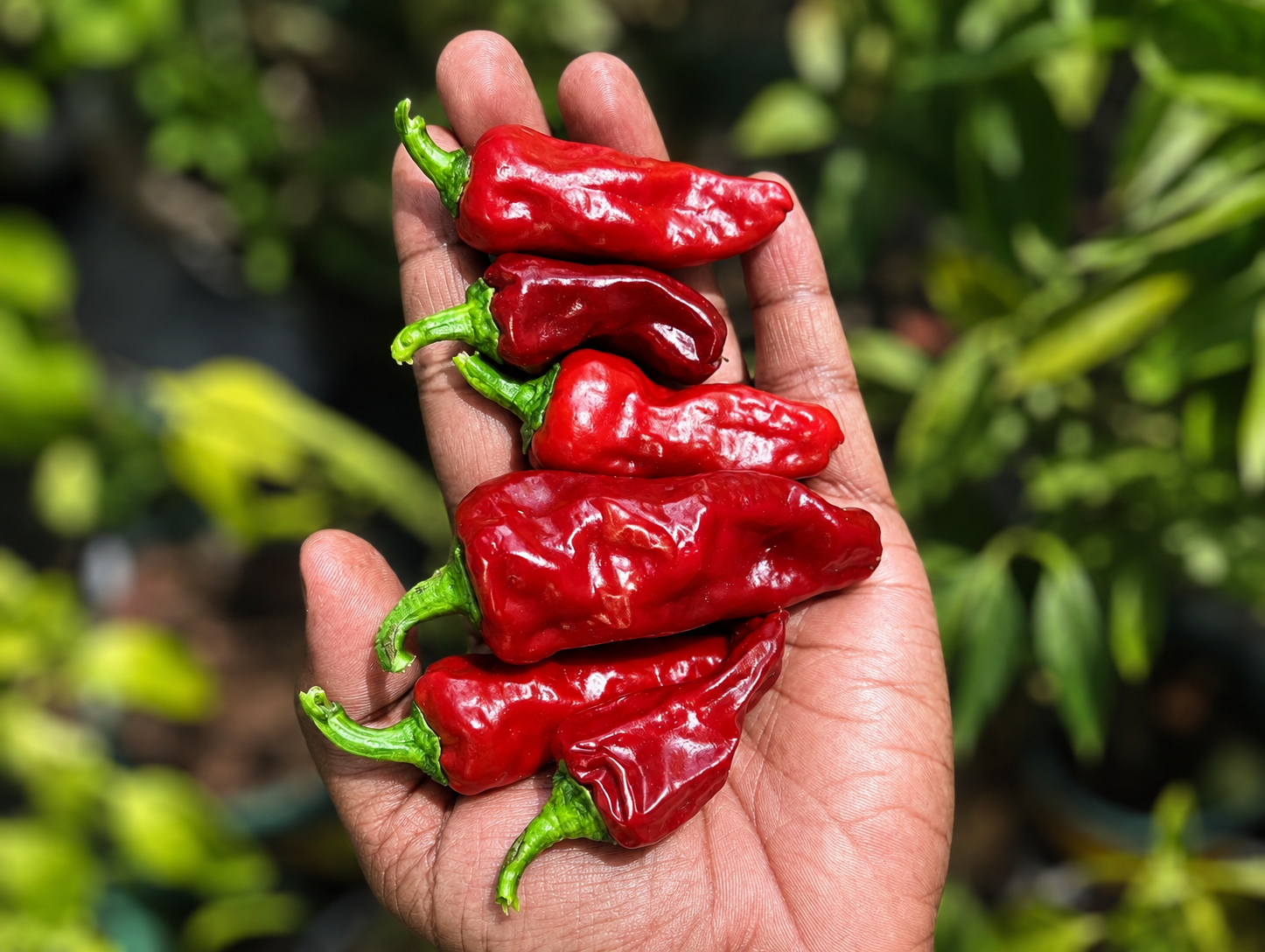 Escondida - Mexican Chilli