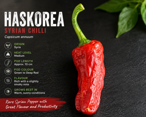 Haskorea chilli Haskorea Syrian chilli plant with mature red chilli