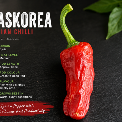 Haskorea Syrian chilli plant with mature red chilli