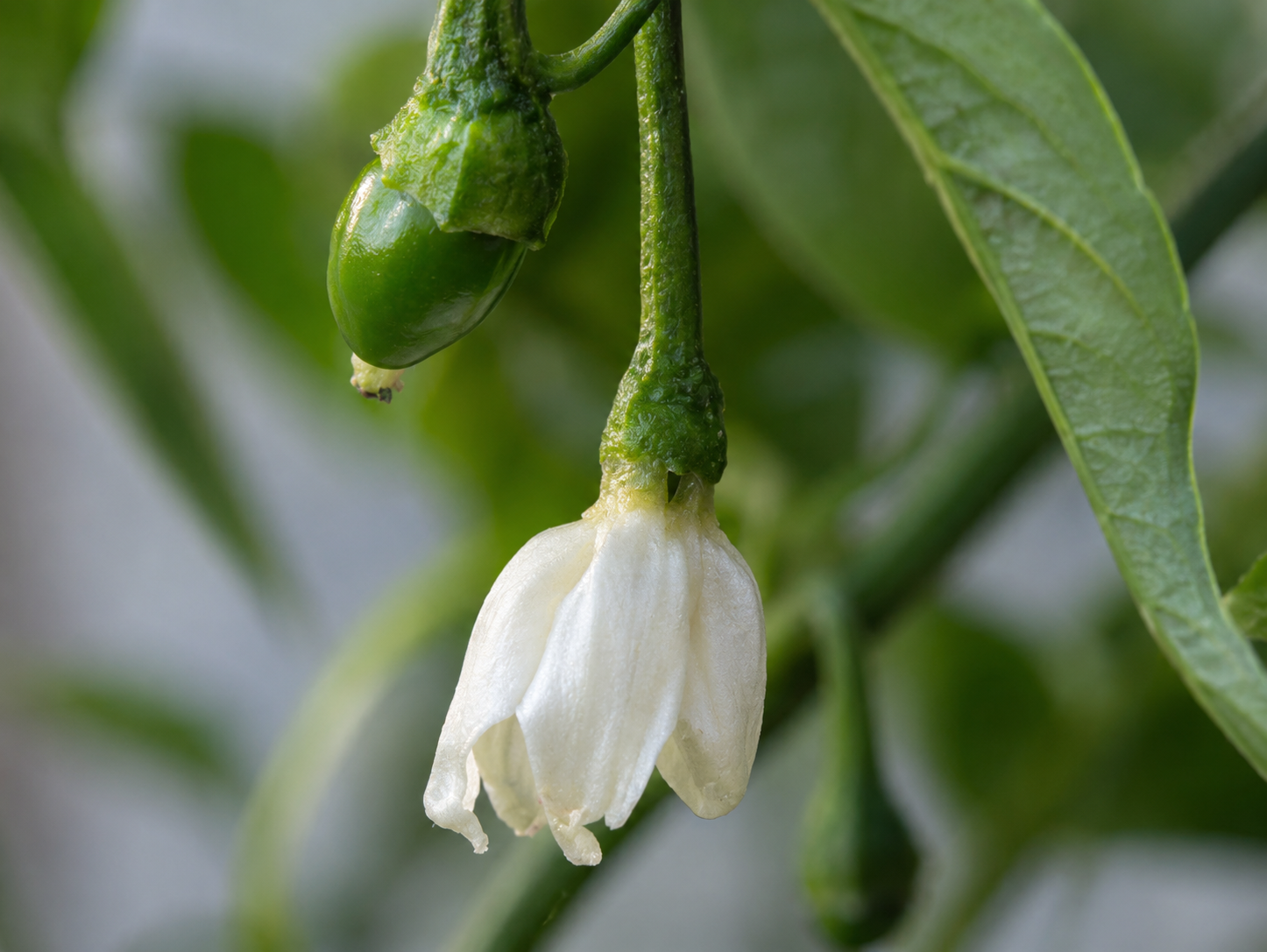 Haskorea pepper seeds