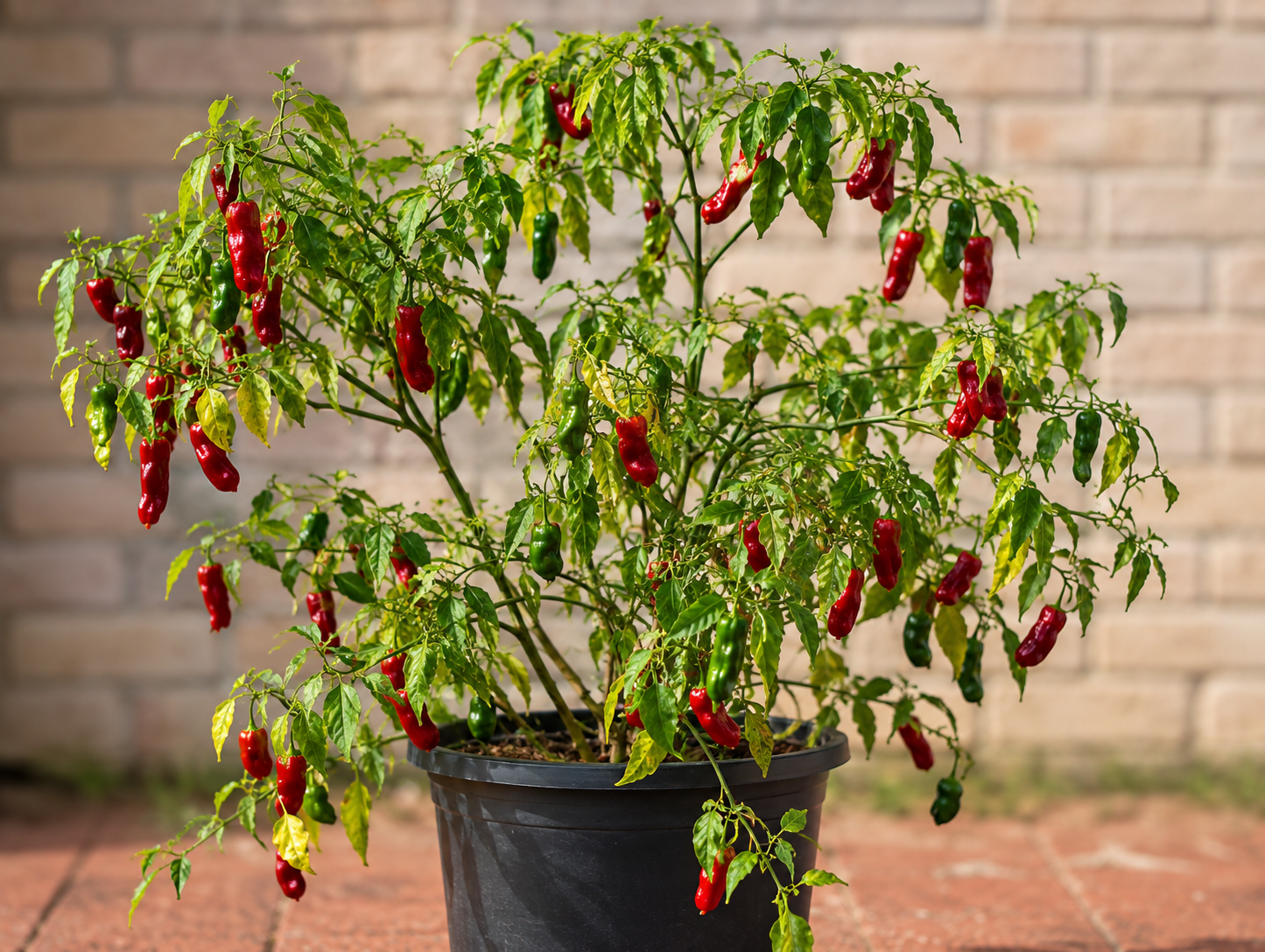 Haskorea pepper