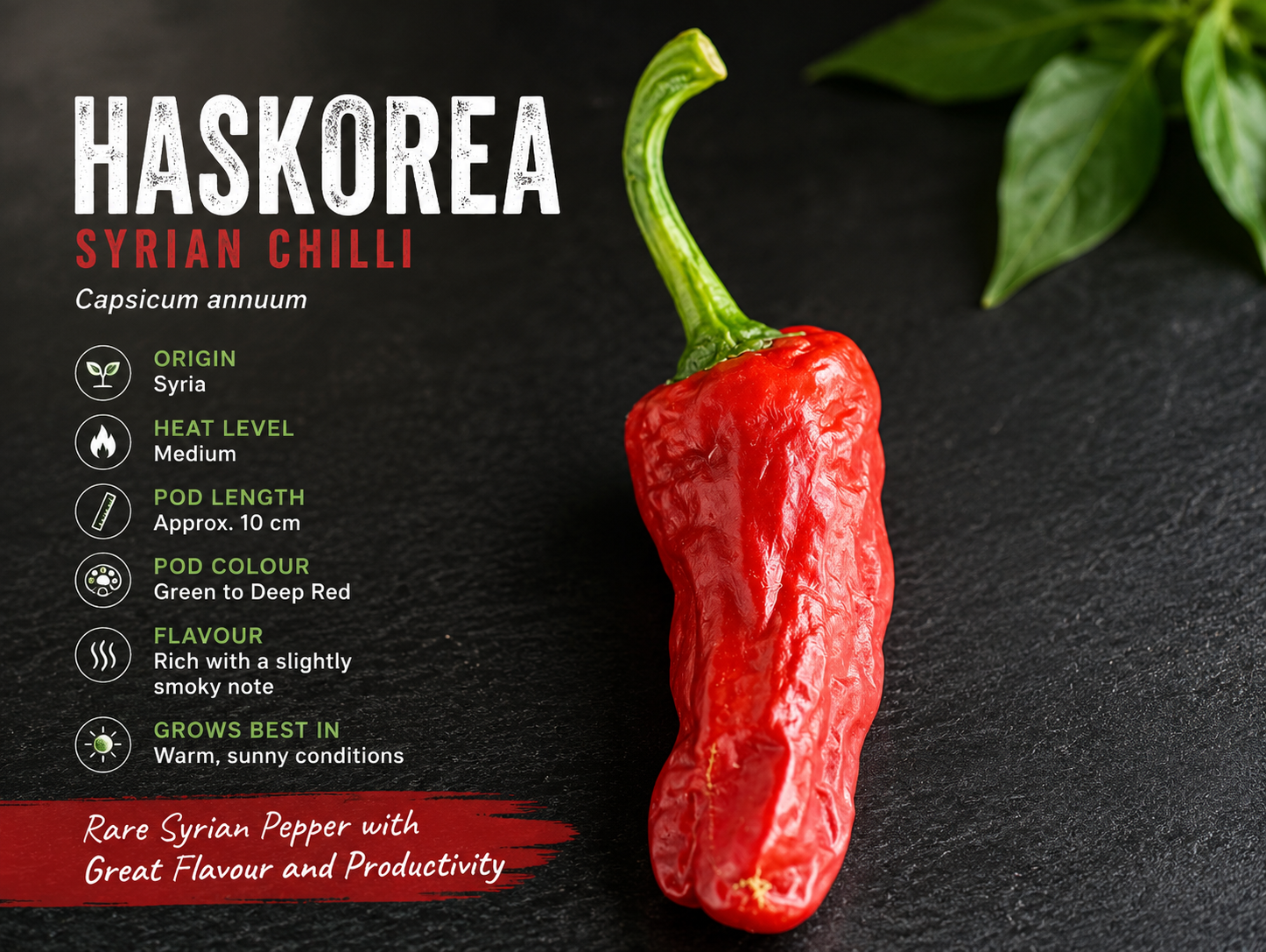 Haskorea - Rare Syrian Chilli